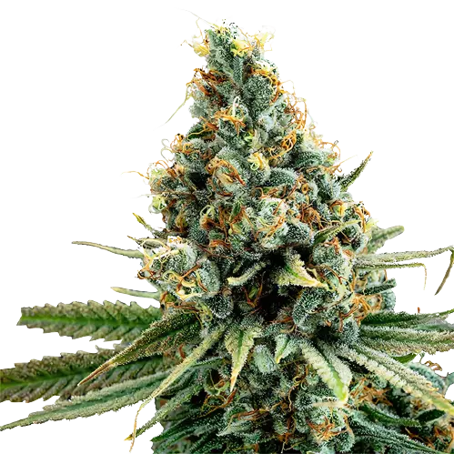 Cascadia Kush cannabis seeds packaging — Royal King Seeds Australia