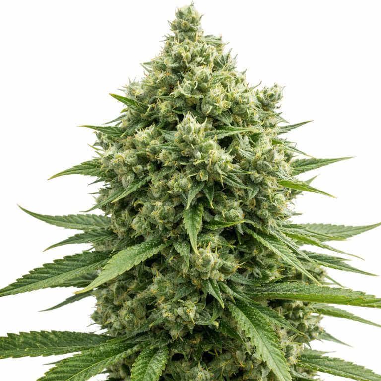 Casey Jones cannabis seeds packaging — Royal King Seeds Australia