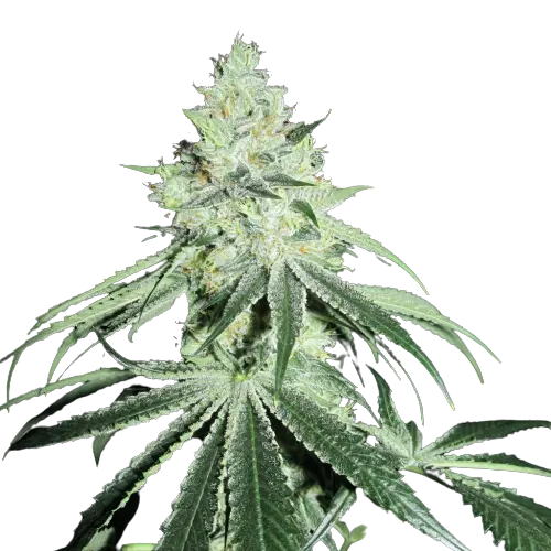 Casper OG cannabis seeds packaging — Royal King Seeds Australia