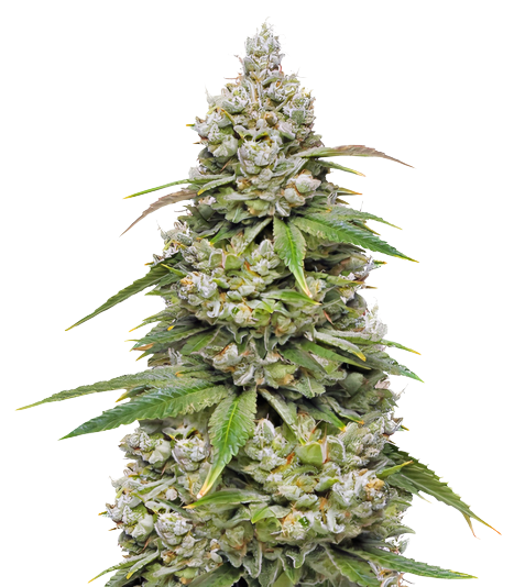 CBD 3D cannabis seeds packaging — Royal King Seeds Australia