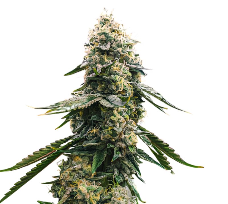 CBD Blue Shark cannabis seeds packaging — Royal King Seeds Australia