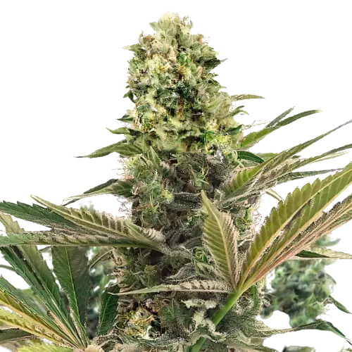 CBD Caramel cannabis seeds packaging — Royal King Seeds Australia