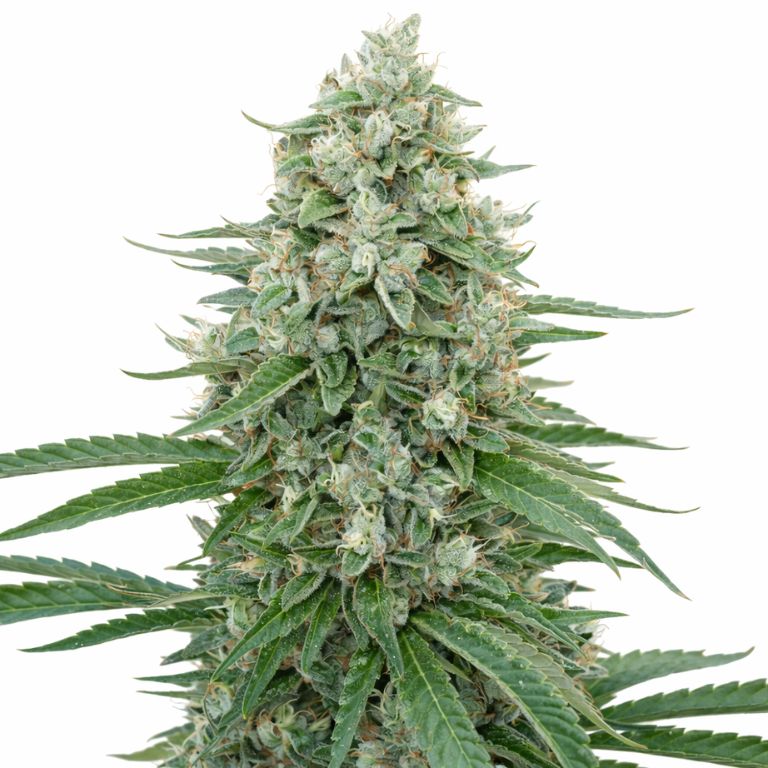 CBD Critical Mango cannabis seeds packaging — Royal King Seeds Australia
