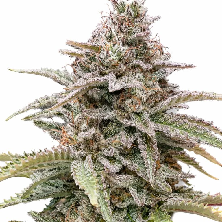 CBD Critical Mass cannabis seeds packaging — Royal King Seeds Australia