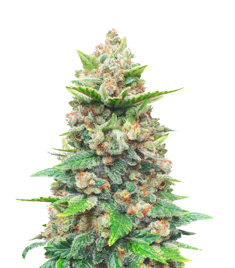 CBD Haze cannabis seeds packaging — Royal King Seeds Australia