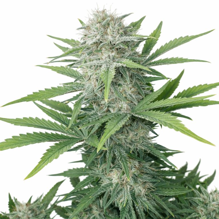 CBD Lemon Potion cannabis seeds packaging — Royal King Seeds Australia