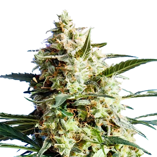 CBD Mango Haze cannabis seeds packaging — Royal King Seeds Australia
