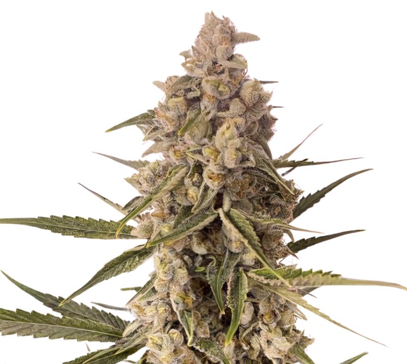 CBD MediHaze cannabis seeds packaging — Royal King Seeds Australia