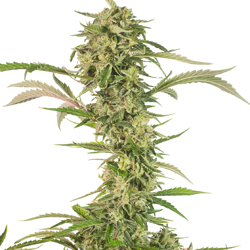 CBD OG Kush cannabis seeds packaging — Royal King Seeds Australia