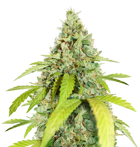CBD PH Haze cannabis seeds packaging — Royal King Seeds Australia