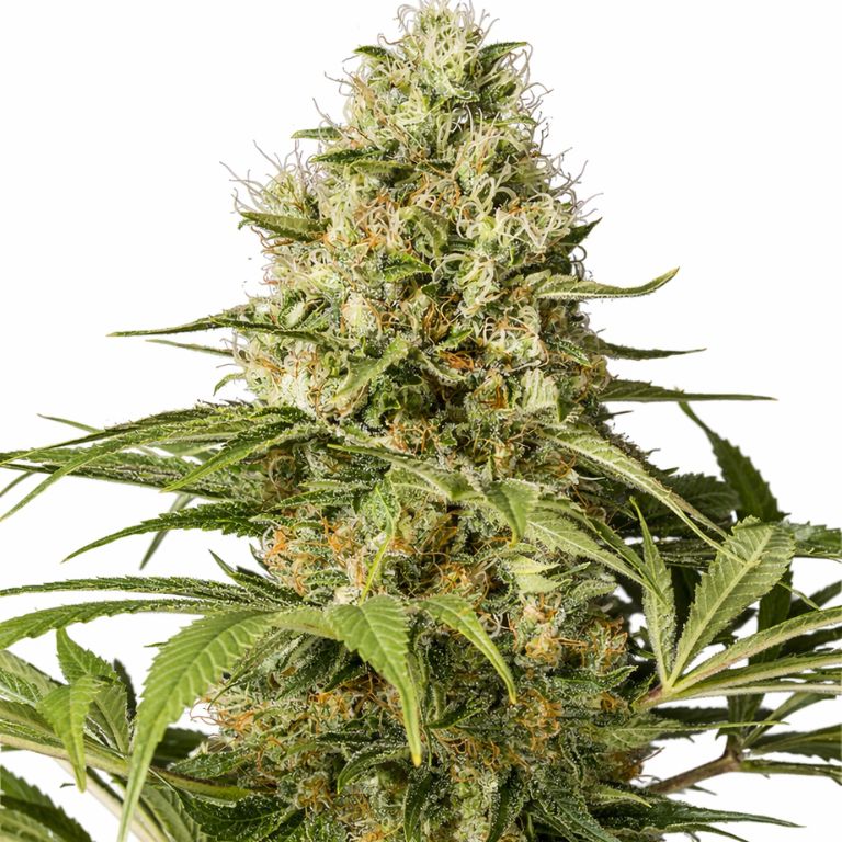 CBD Shark cannabis seeds packaging — Royal King Seeds Australia