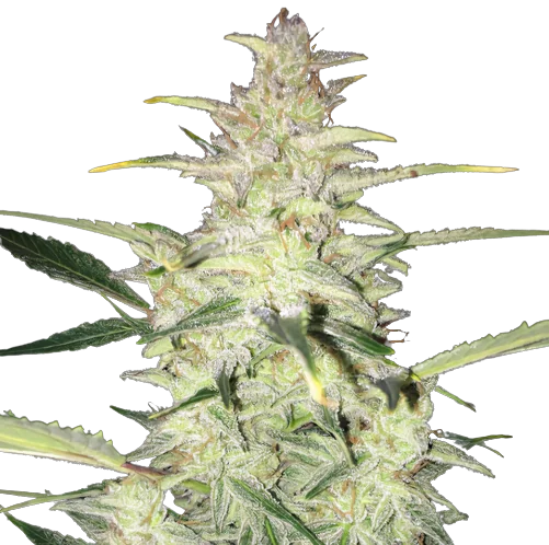 CBD Sour Lemon cannabis seeds packaging — Royal King Seeds Australia
