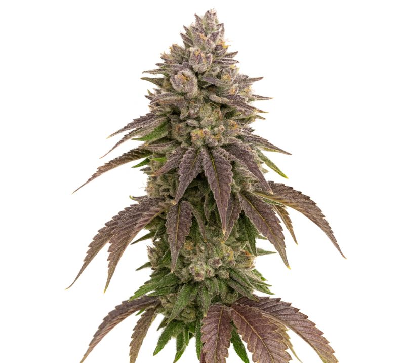 CBD Therapy cannabis seeds packaging — Royal King Seeds Australia