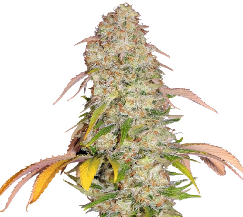 CBD Yummy cannabis seeds packaging — Royal King Seeds Australia