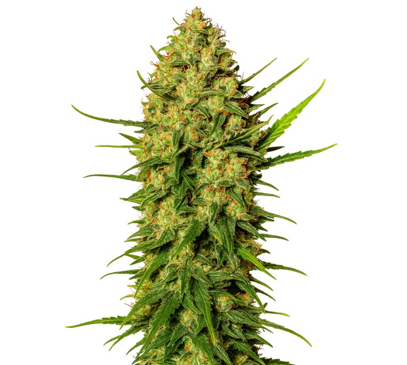 Cement Shoes cannabis seeds packaging — Royal King Seeds Australia