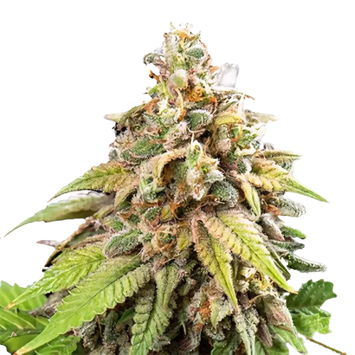 Champagne Kush cannabis seeds packaging — Royal King Seeds Australia