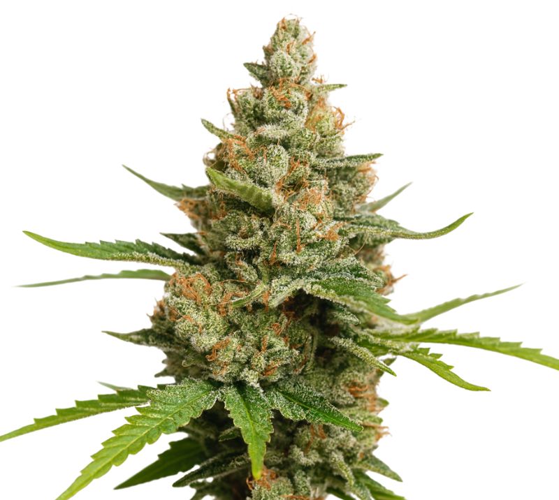 Charlie Sheen cannabis seeds packaging — Royal King Seeds Australia