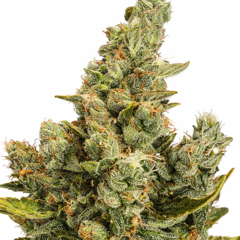 Cheese cannabis seeds packaging — Royal King Seeds Australia