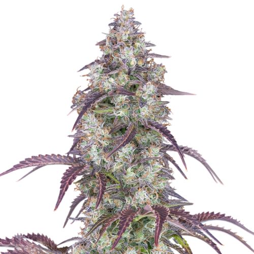 Cheese Quake cannabis seeds packaging — Royal King Seeds Australia