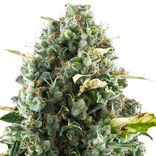 Cheeseburger cannabis seeds packaging — Royal King Seeds Australia
