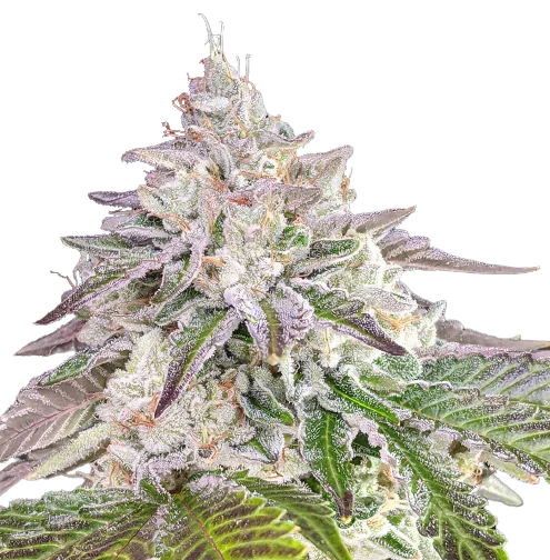 Chem Crush Feminized