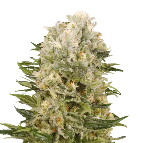 Chem Scout cannabis seeds packaging — Royal King Seeds Australia