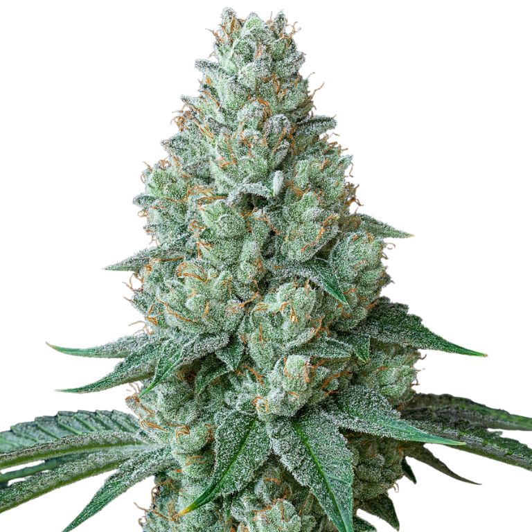 Chemdawg 91 cannabis seeds packaging — Royal King Seeds Australia