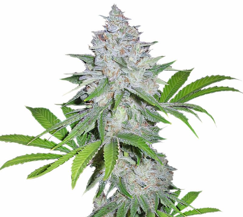 Chemdawg Sour Diesel cannabis seeds packaging — Royal King Seeds Australia