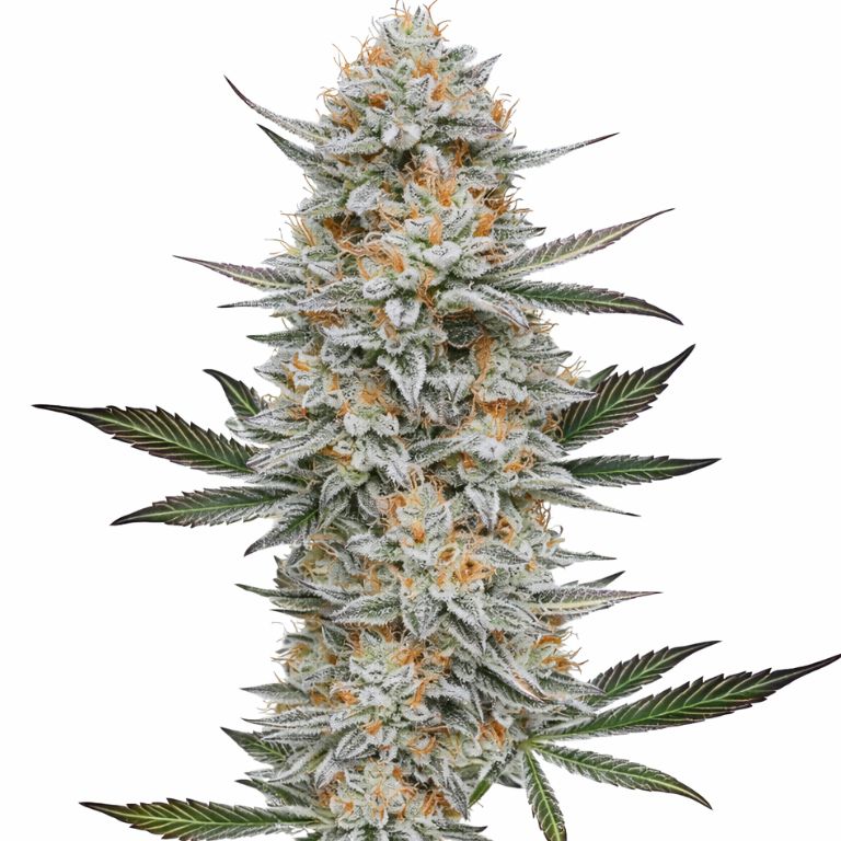 Chemdog #4 cannabis seeds packaging — Royal King Seeds Australia
