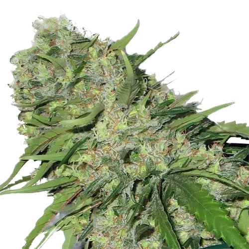 Chemo cannabis seeds packaging — Royal King Seeds Australia