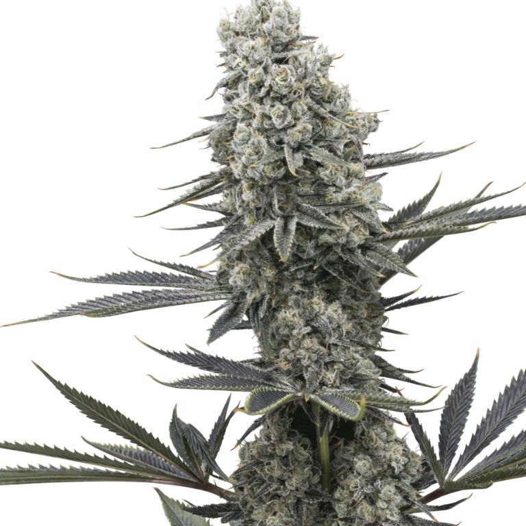 Chernobyl cannabis seeds packaging — Royal King Seeds Australia