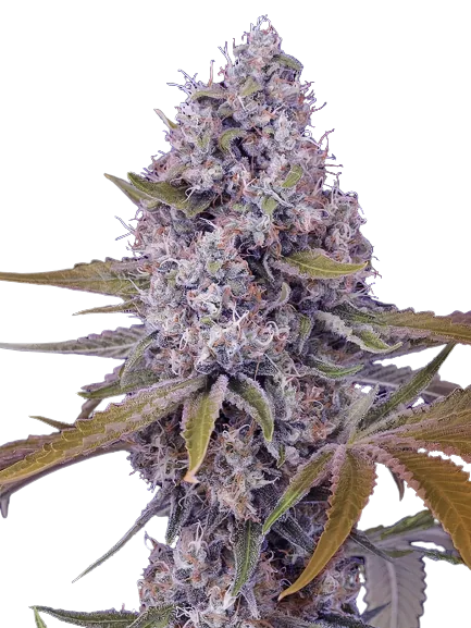 Cherries Jubilee cannabis seeds packaging — Royal King Seeds Australia