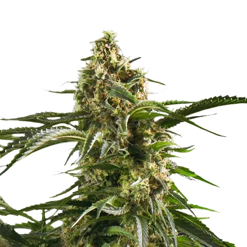 Cherry AK-47 cannabis seeds packaging — Royal King Seeds Australia