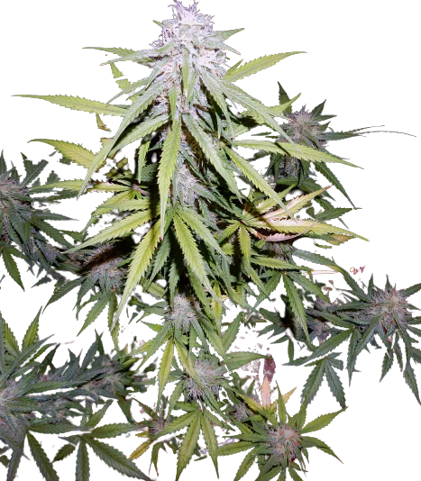 Cherry Bomb cannabis seeds packaging — Royal King Seeds Australia