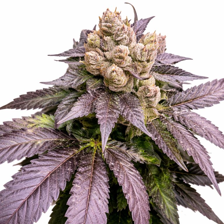 Cherry Chem cannabis seeds packaging — Royal King Seeds Australia