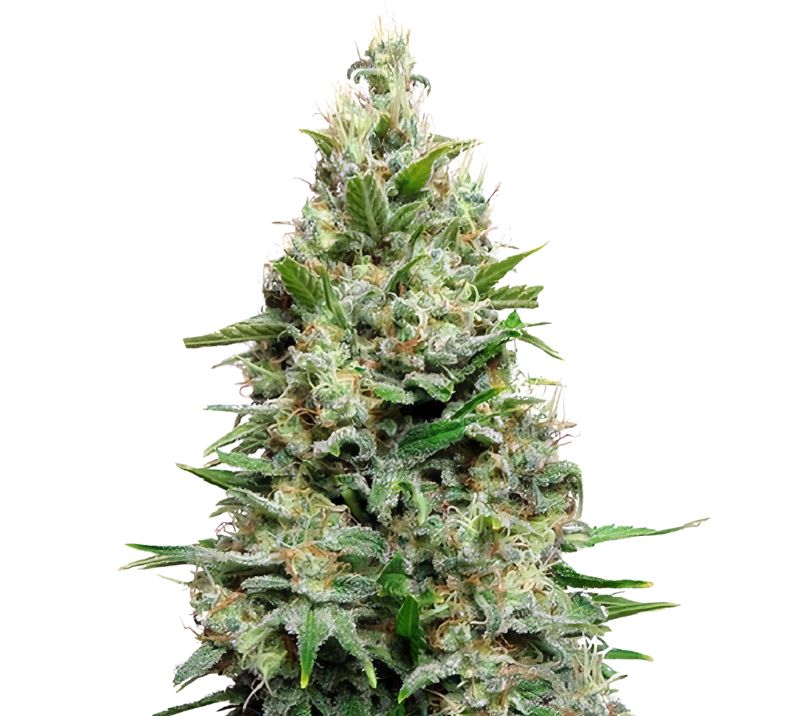 Cherry Diesel cannabis seeds packaging — Royal King Seeds Australia