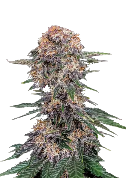 Cherry Kola cannabis seeds packaging — Royal King Seeds Australia