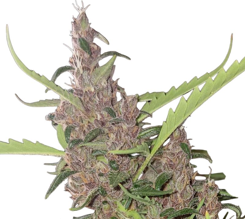 Cherry Kush cannabis seeds packaging — Royal King Seeds Australia
