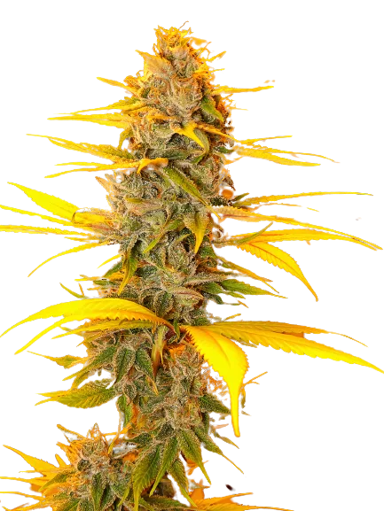 Cherry OG cannabis seeds packaging — Royal King Seeds Australia