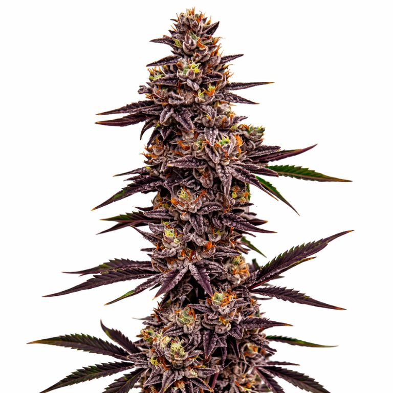 Cherry Pie cannabis seeds packaging — Royal King Seeds Australia
