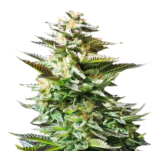 Chiesel cannabis seeds packaging — Royal King Seeds Australia