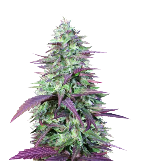 China Yunnan cannabis seeds packaging — Royal King Seeds Australia