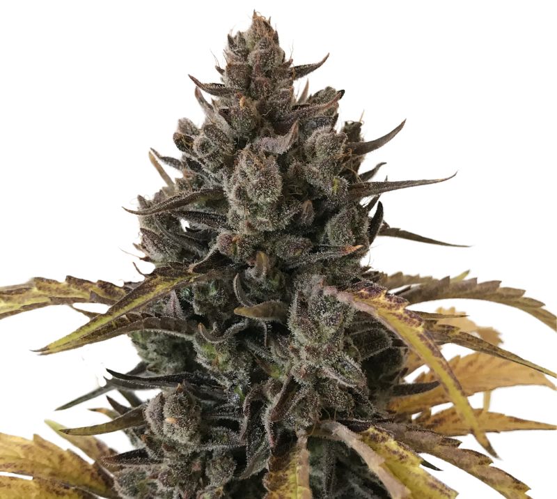 Chocolate Chunk cannabis seeds packaging — Royal King Seeds Australia