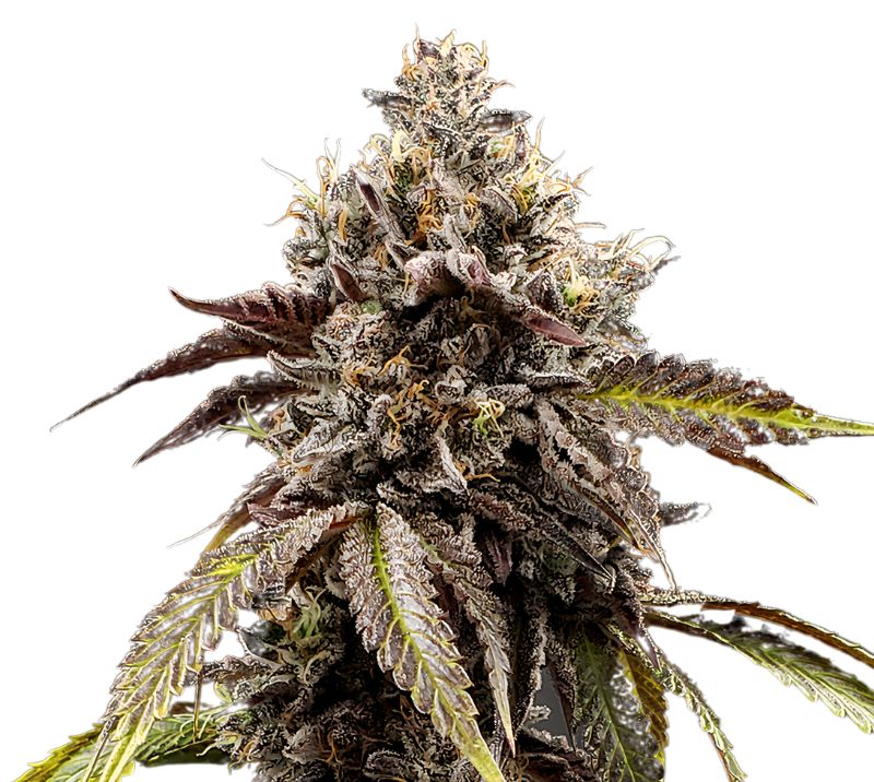 Chocolate Thai cannabis seeds packaging — Royal King Seeds Australia