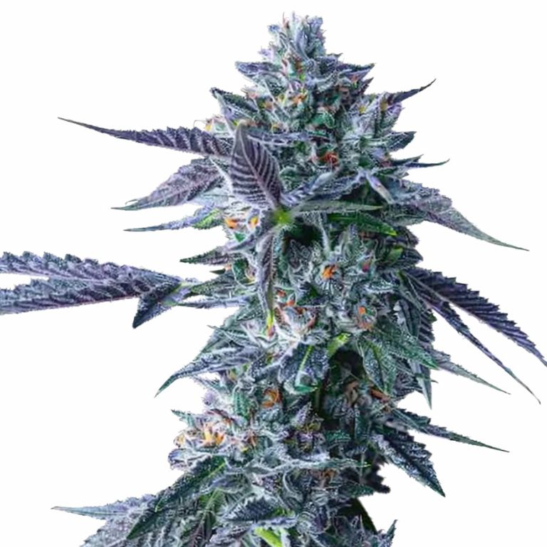 Chocolope cannabis seeds packaging — Royal King Seeds Australia