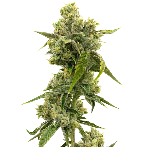 CHR Super OG cannabis seeds packaging — Royal King Seeds Australia