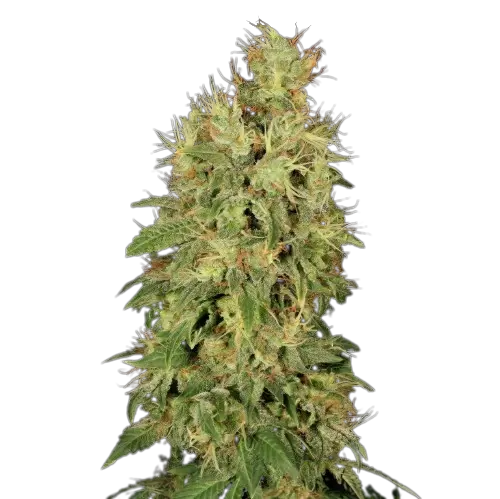 Chronic cannabis seeds packaging — Royal King Seeds Australia