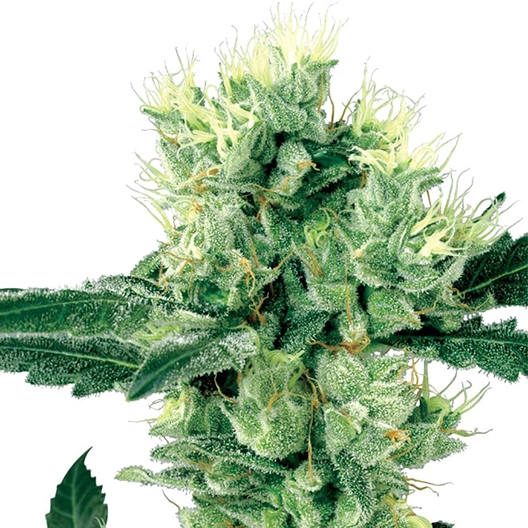 Chupacabra cannabis seeds packaging — Royal King Seeds Australia