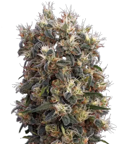 Church OG cannabis seeds packaging — Royal King Seeds Australia