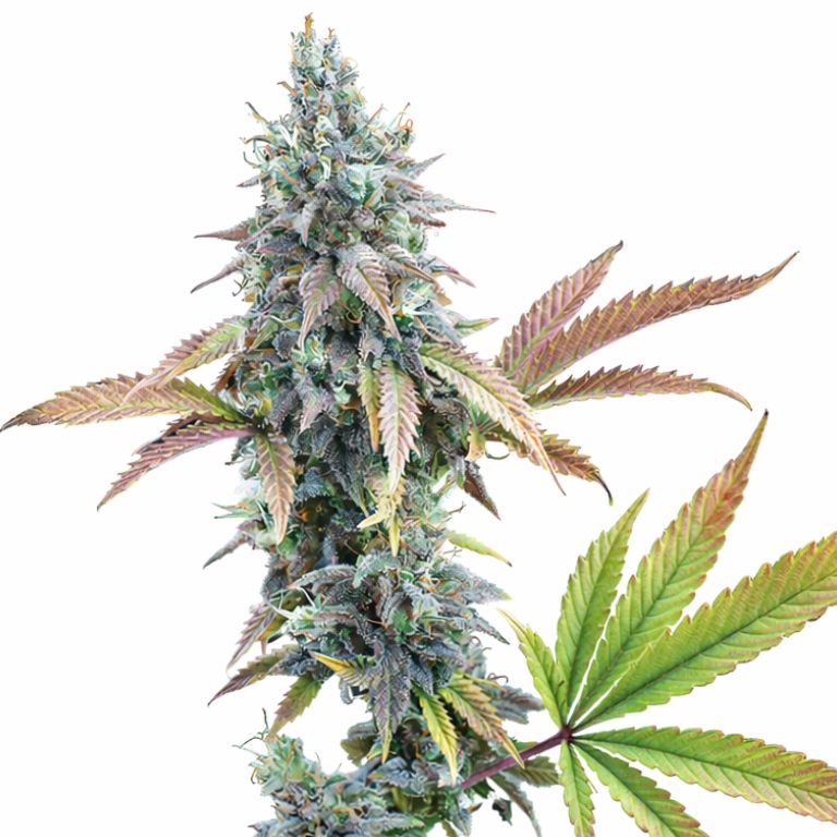 Cinderella 99 cannabis seeds packaging — Royal King Seeds Australia